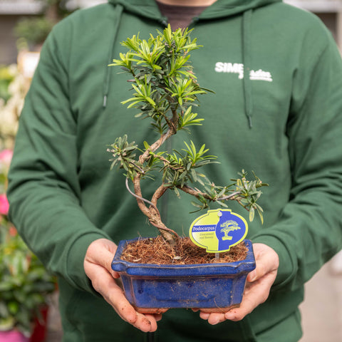Simegarden Bonsai Podocarpus 18.5 cm