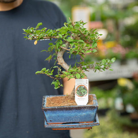 Simegarden Bonsai Zelkova 15 cm - vaso blu