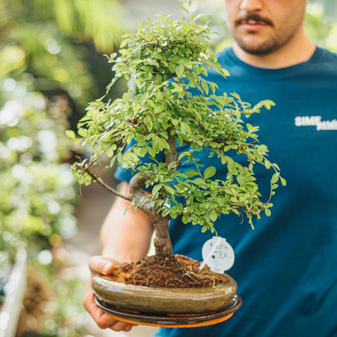 Simegarden Bonsai Zelkova 23.5 cm - vaso verde