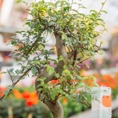 Simegarden Bonsai Zelkova 28.5 cm