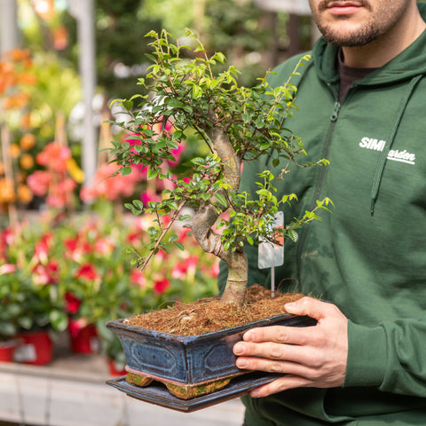 Simegarden Bonsai Zelkova 28.5 cm