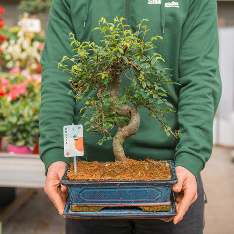 Simegarden Bonsai Zelkova 28.5 cm