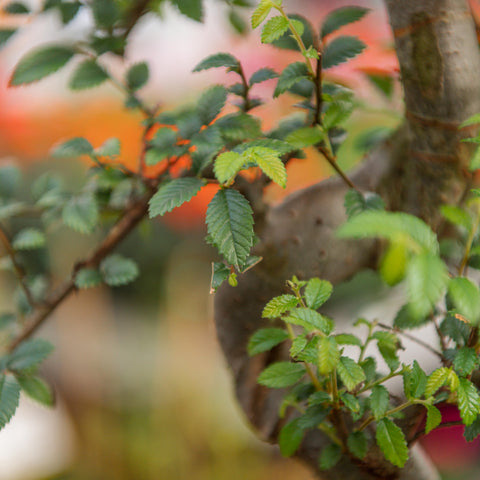 Simegarden Bonsai Zelkova 28.5 cm