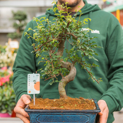 Simegarden Bonsai Zelkova 28.5 cm