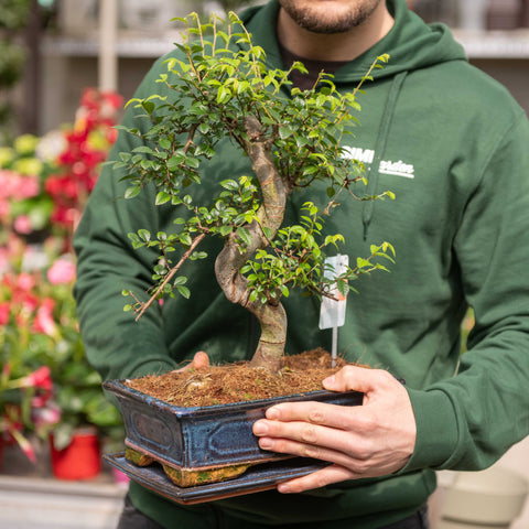 Simegarden Bonsai Zelkova 28.5 cm