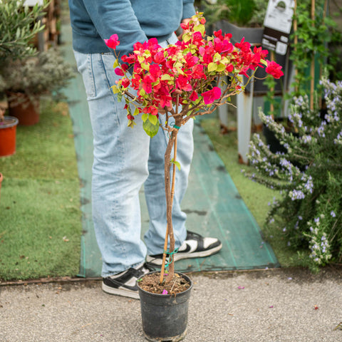 Simegarden Bougainvillea albero