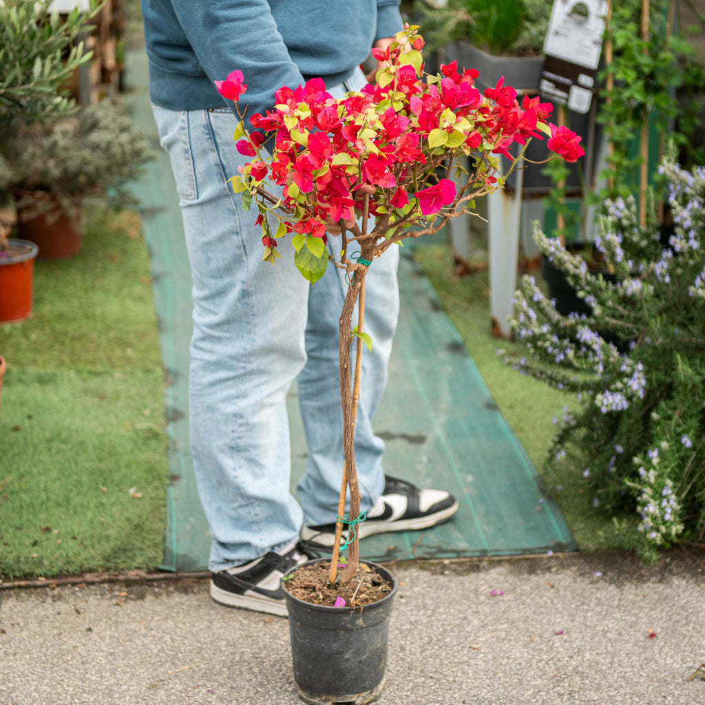 POWERS TO FLOWERS - Bougainvillea Alberello In Vaso 20cm, Pianta Vera + Omaggio Segreto Incluso! - 4