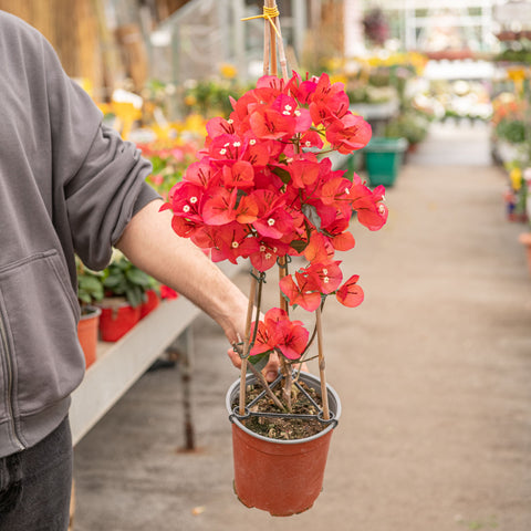 Simegarden Bougainvillea rampicante 17 cm / Rosso