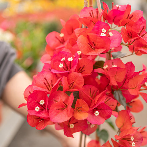 Simegarden Bougainvillea rampicante