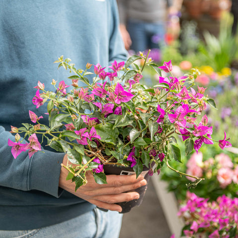 Simegarden Bougainvillea sanderiana a cespuglio 17 cm / Meno fiorita rispetto alla foto