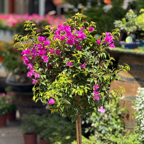 Simegarden Bougainvillea sanderiana albero