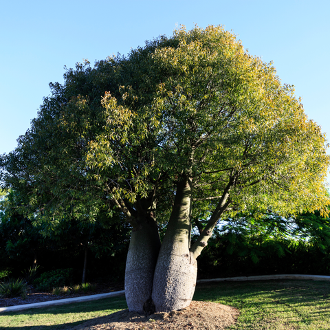 Simegarden Brachychiton rupestris