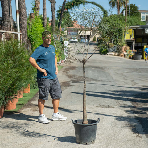 Simegarden Brachychiton rupestris