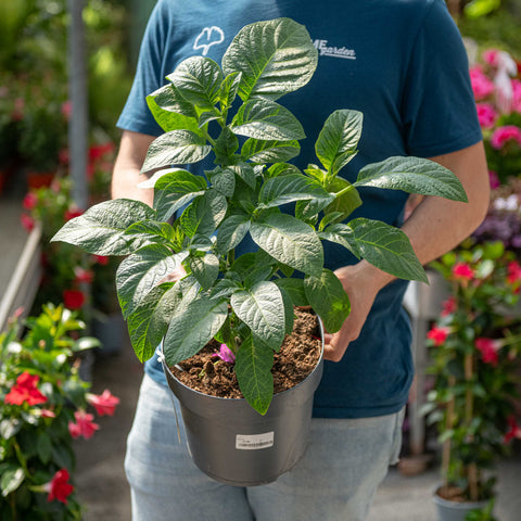 Simegarden Brugmansia arborea giallo