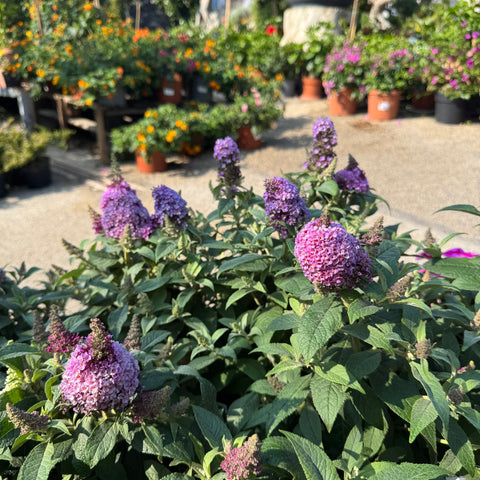 Simegarden Buddleja davidii nanho purple 18 cm