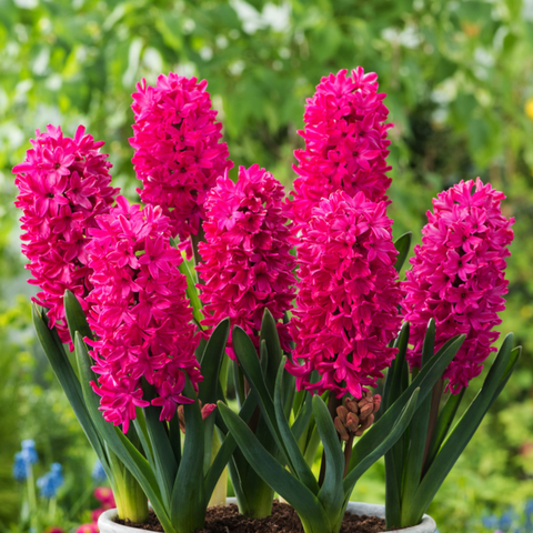 Simegarden Bulbi Giacinto
