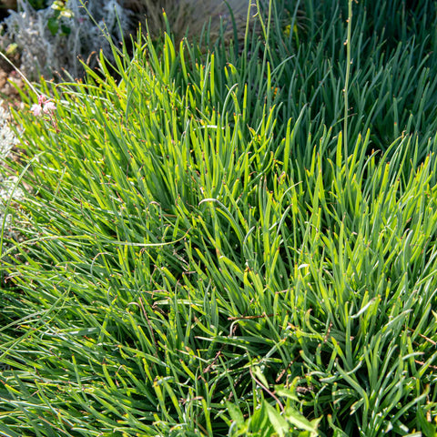 Simegarden Bulbine frutescens