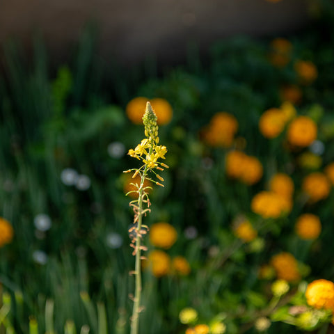 Simegarden Bulbine frutescens