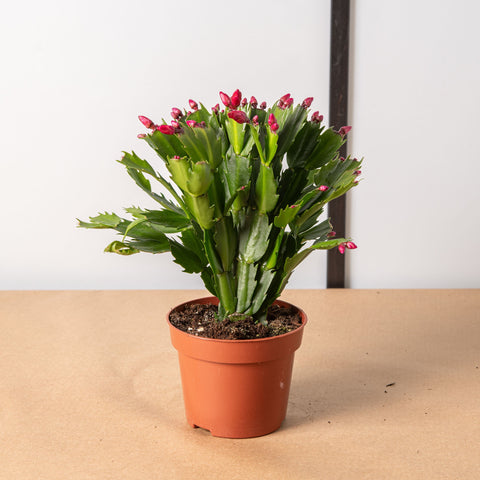 Simegarden Cactus di Natale 12 cm / Bocciolata - quasi in fioritura / Fuchsia