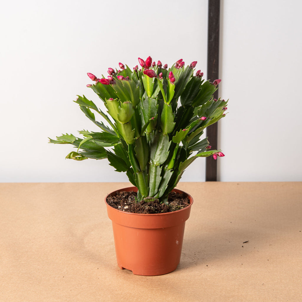 Cactus di Natale