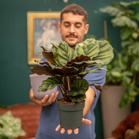 Simegarden Calathea fasciata