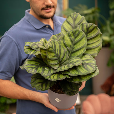 Simegarden Calathea fasciata