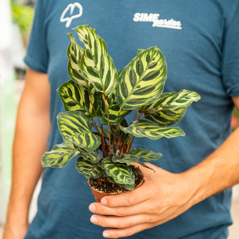 Simegarden Calathea makoyana 9 cm