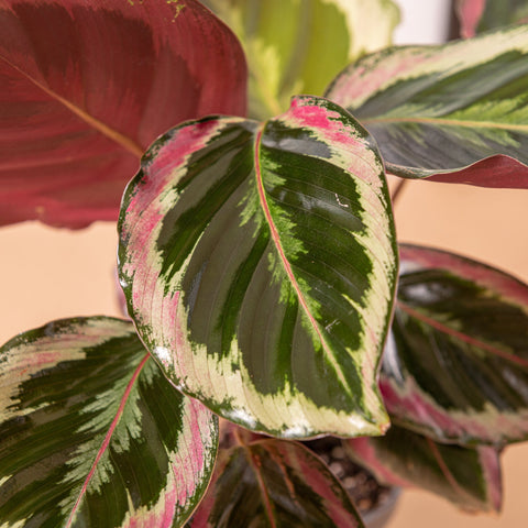 Simegarden Calathea Medallion