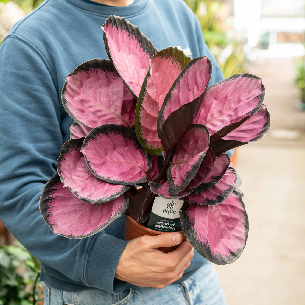 POWERS TO FLOWERS - CALATHEA ROSEOPICTA ROSY IN VASO 15cm Diametro Maranta Pianta Vera B0csm1mktb