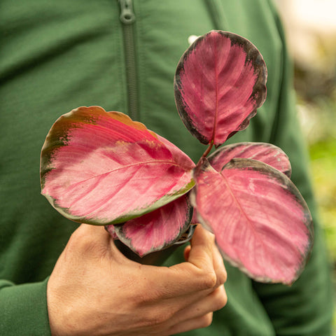 Simegarden Calathea roseopicta rosy