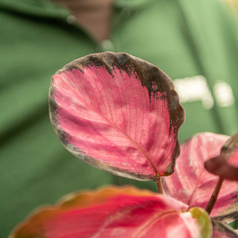 Simegarden Calathea roseopicta rosy