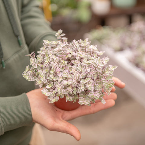 Simegarden Callisia repens "Magic Pink" 10.5 cm