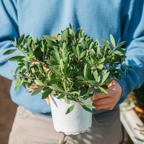 Simegarden Callistemon citrinus splendens 15 cm