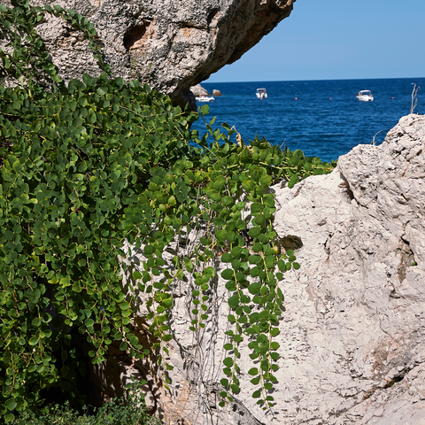 Cappero, Capparis spinosa