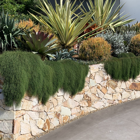 Simegarden Casuarina pianta 18 cm