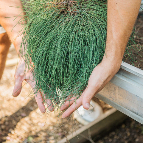 Simegarden Casuarina pianta 18 cm