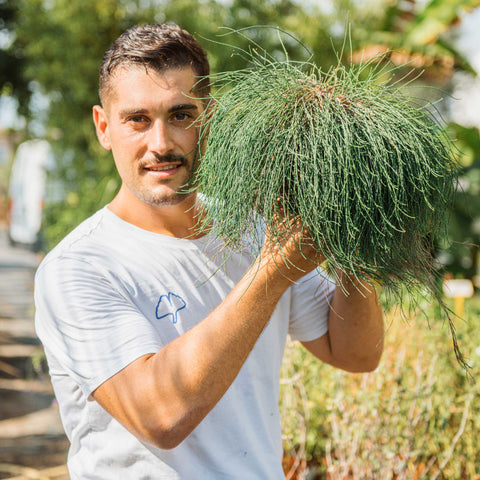 Simegarden Casuarina pianta 18 cm