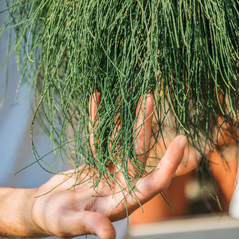 Simegarden Casuarina pianta 18 cm