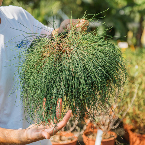 Simegarden Casuarina pianta 18 cm