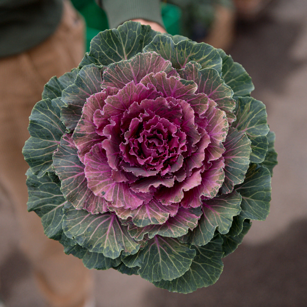 Brassica oleracea (Cavolo ornamentale