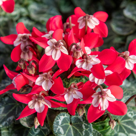 Simegarden Ciclamino djix 10.5 cm