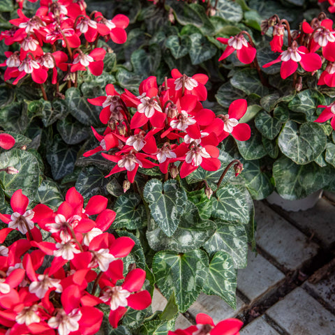 Simegarden Ciclamino djix 10.5 cm