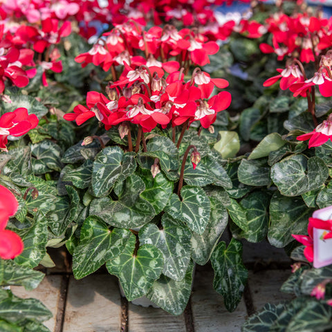 Simegarden Ciclamino djix 10.5 cm