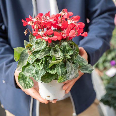 Simegarden Ciclamino djix 10.5 cm