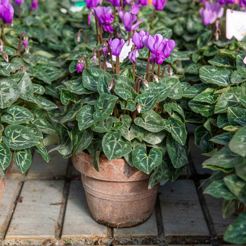 Simegarden Ciclamino Dragon Deep Blue 14 cm