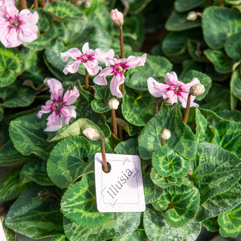 Simegarden Ciclamino illusia 14 cm