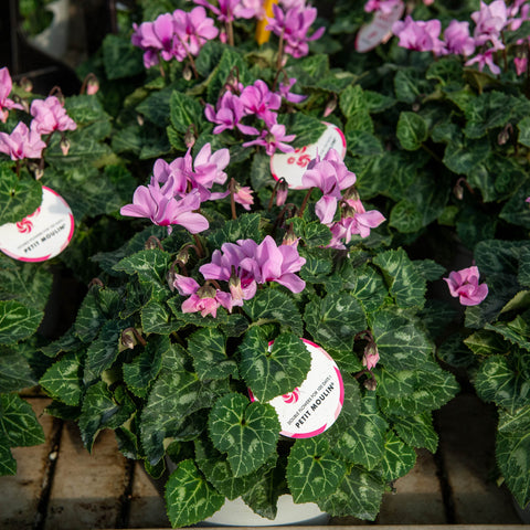 Simegarden Ciclamino petit moulin