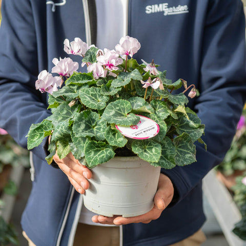 Simegarden Ciclamino petit moulin