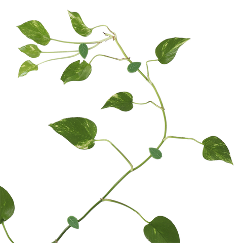 Simegarden Clip per piante rampicanti