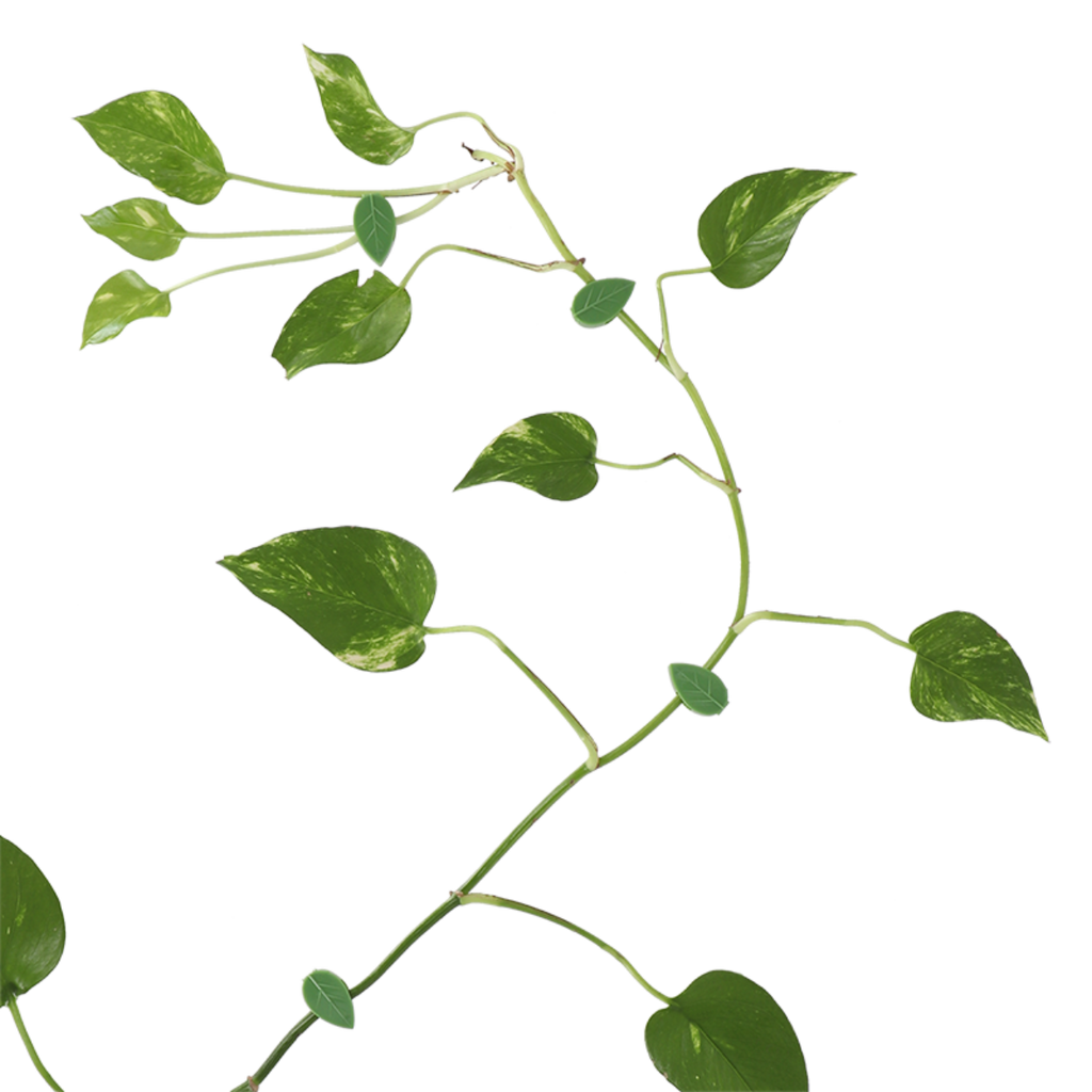 Clip Clip per steli di piante di pomodoro e germogli di soia, fissaggio
